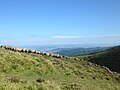 Au sommet du Cliersou, un troupeau de moutons