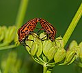 Tandem chez la punaise arlequin, ou Graphosome rayé, Pentatomidae