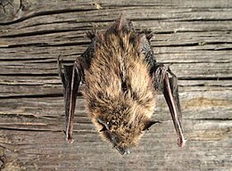 Ūsuotasis pelėausis (Myotis mystacinus)