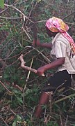 A woman cutting firewood.jpg