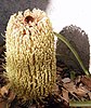 Banksia petiolaris