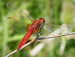 Crocothemis erythraea – Oberseite