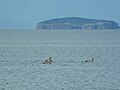 Des pélicans sur le Prespa et l'île de Golem Grad.