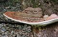 Ganoderma australe sin. Ganoderma adspersum