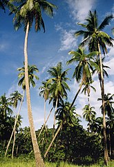 Koh Phangan