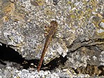 Sympetrum meridionale – Oberseite