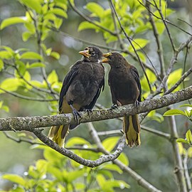 Pair of P. a. salmoni, grooming, Colombia