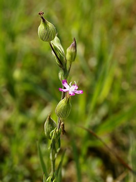 Kegelsilene