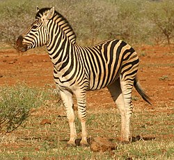 Zebra na África do Sul