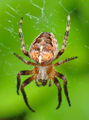 Araneus diadematus