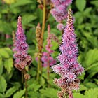 Astilbe flowers