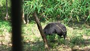 Thumbnail for File:Bear at Bannerghatta.jpg