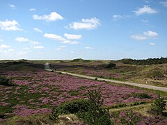 Sanddyner på Texel