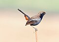 Male; Sultanpur, Haryana, India