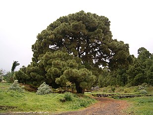 Santa Cruz de La Palma, La Palma