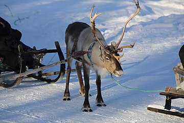 Reindeer sleds