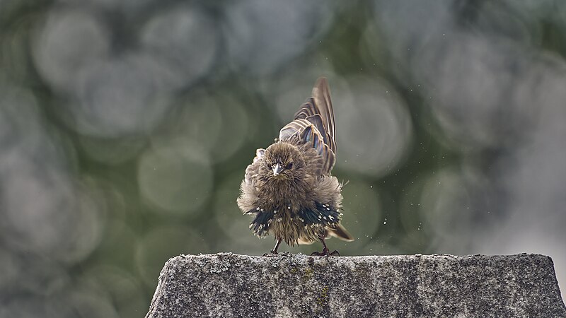 File:20240804 european starling old south cemetery PD208988 11.jpg