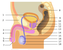 Mužské pohlavní orgány: 1. močový měchýř, 2. stydká kost, 3. penis, 4. topořivé těleso, 5. žalud, 6. předkožka, 7. ústí močové trubice, 8. tračník, 9. konečník, 10. semenný váček, 11. ejakulační vývod, 12. předstojná žláza, 13. Cowperova žláza, 14. řitní otvor, 15. chámovod, 16. nadvarle, 17. varle, 18. šourek