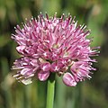 Allium strictum