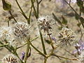 fruiting heads