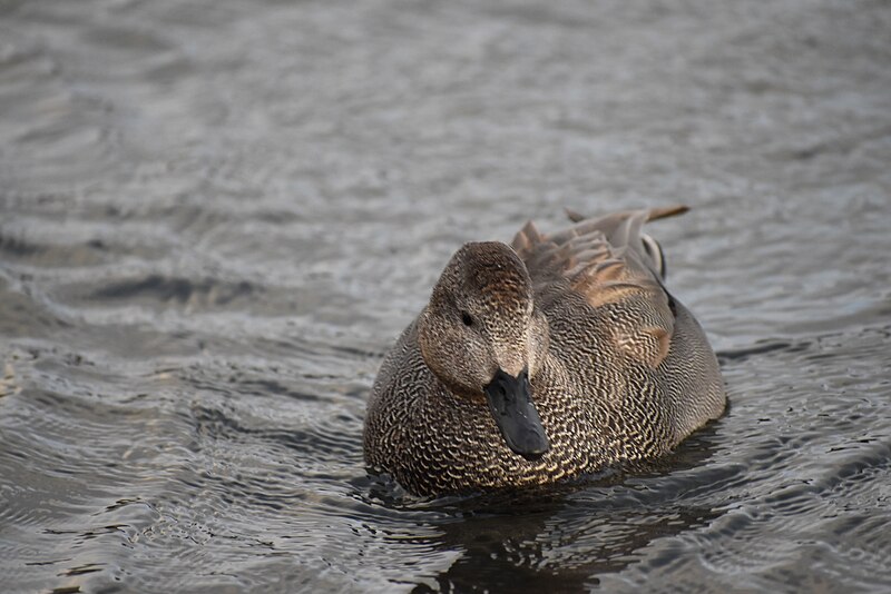 File:Gadwall hyde park london DSC 0273.jpg