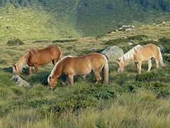 Haflinger horses.jpg