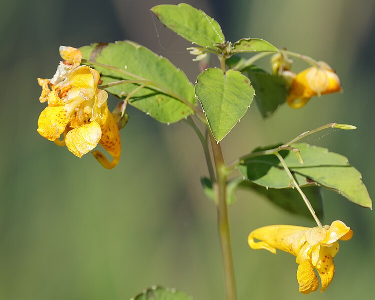 File:Impatiens capensis CT 01.jpg