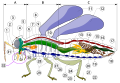 Image 9 Insect morphology Legend of body parts Tagmata: A – Head, B – Thorax, C – Abdomen. antenna ocelli (lower) ocelli (upper) compound eye brain (cerebral ganglia) prothorax dorsal blood vessel tracheal tubes (trunk with spiracle) mesothorax metathorax forewing hindwing mid-gut (stomach) dorsal tube (heart) ovary hind-gut (intestine, rectum & anus) anus oviduct nerve cord (abdominal ganglia) Malpighian tubes tarsal pads claws tarsus tibia femur trochanter fore-gut (crop, gizzard) thoracic ganglion coxa salivary gland subesophageal ganglion mouthparts (from Insect morphology)