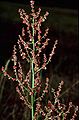 Tirşoya bayê (Rumex thyrsiflorus)