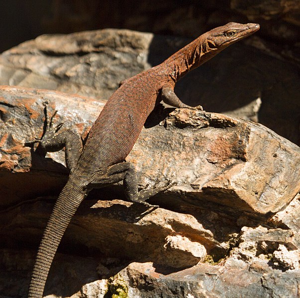 File:Varanus hammersleyensis.jpg