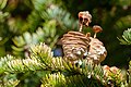 Disintegrating cones of Manchurian fir