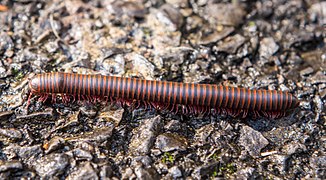 Diplopode (Narceus americanus).