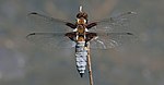 Libellula depressa – Oberseite