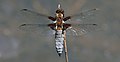 38 'Male broad-bodied chaser dragonfly' - a set of 2 files uploaded by Charlesjsharp, nominated by Charlesjsharp,  12,  0,  0