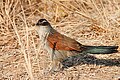 South Luangwa National Park, Zambia