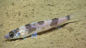 Éperlan du large (Chlorophthalmus agassizi)