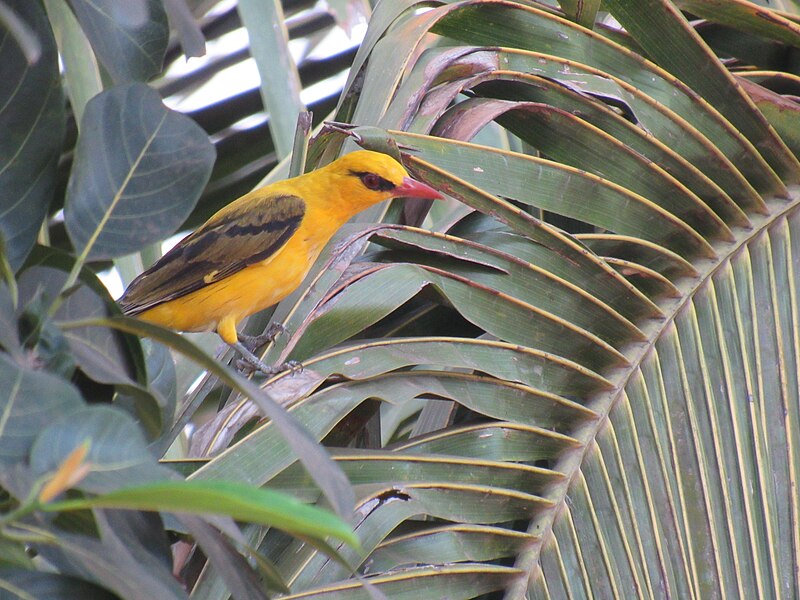 File:Indian Golden Oriole (Nachinola, Goa).jpg