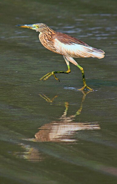 File:Indian Pond Heron, Goa beaches 2.jpg