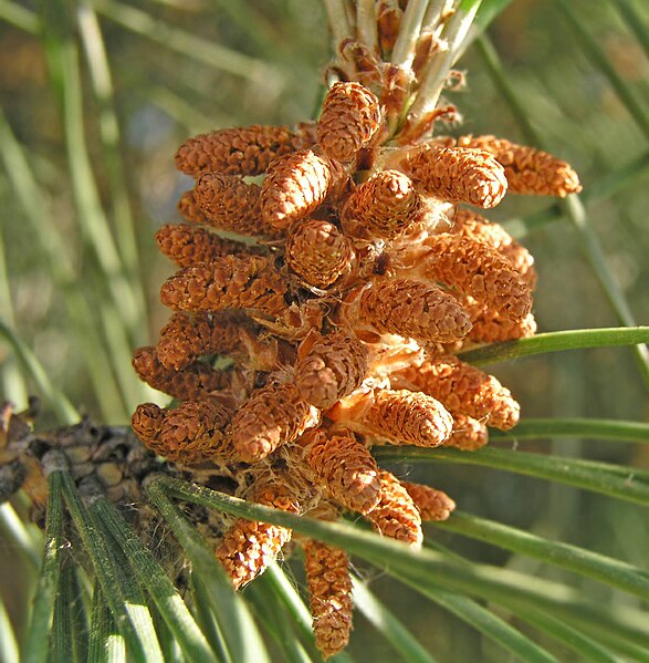 File:Pinus pinea conos.jpg