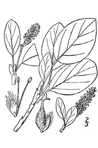 Salix arctica Illustration in: N.L.Britton & A.Brown: Illustrated flora of the northern states and Canada Vol. 1: 604. (1913)