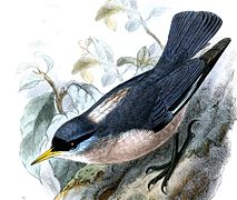 El pica-soques de les Filipines (S. oenochlamys), un de los tres pica-soques amb bec groc-vermellós del Sud-est Asiàtic.