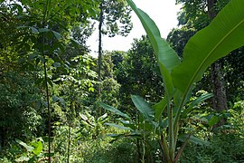 Tropical forest, Koh Chang, Thailand.jpg