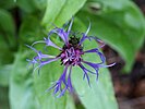 Hegyi imola (Centaurea montana)