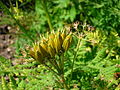 'Sweet Cicely', fruits