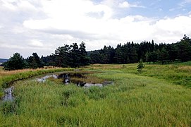 Kleiner Teich im Gebiet Mokřady