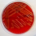 Actinobacillus suis colonies growing on the blood agar.