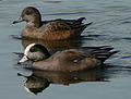 American wigeon