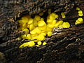 Helotiaceae (Bisporella citrina)