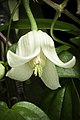 Clematis clarkeana