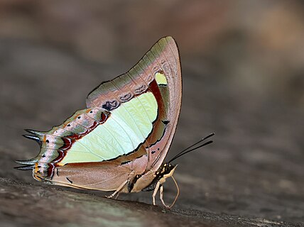 Close wing mud-puddling position of Charaxes bharata C. & R. Felder, 1867 - Indian Nawab.